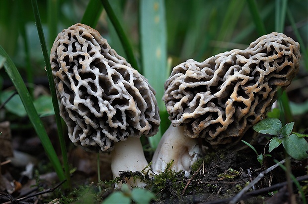 smrčok jedlý Morchella esculenta (L.) Pers.