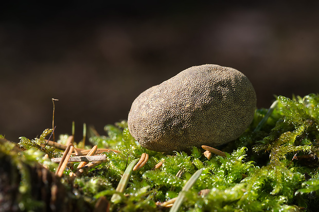 srnka obyčajná Elaphomyces granulatus Fr.