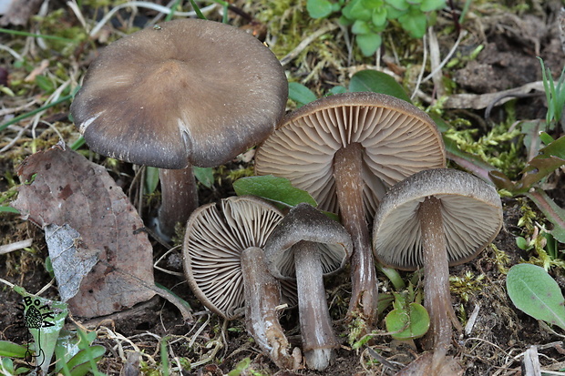 hodvábnica včasná Entoloma vernum S. Lundell