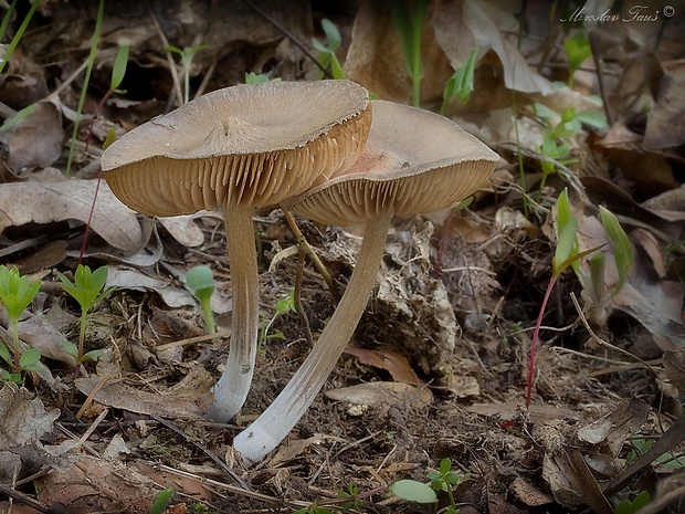 hodvábnica včasná Entoloma vernum S. Lundell