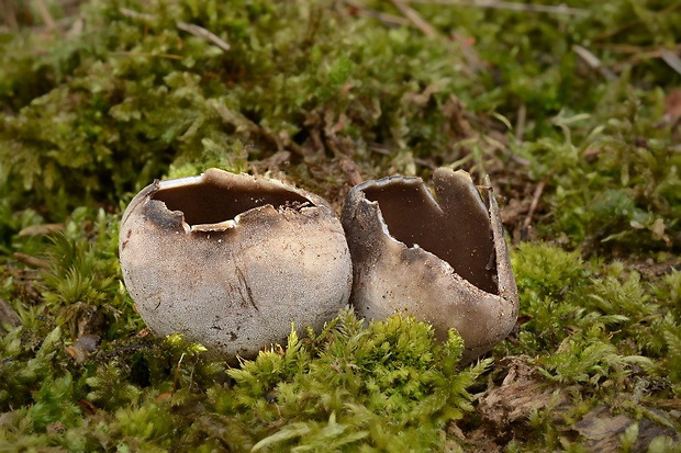 chriapač sosnový Helvella leucomelaena (Pers.) Nannf.