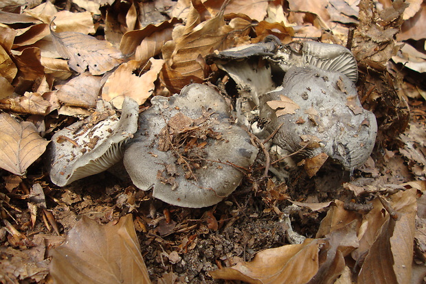 šťavnačka marcová Hygrophorus marzuolus (Fr.) Bres.