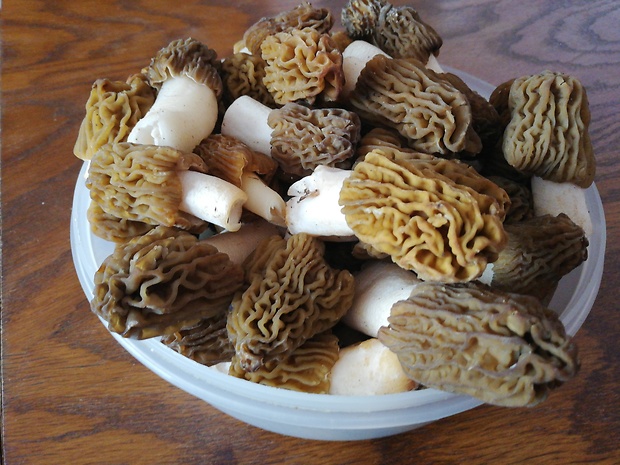 smrčok jedlý Morchella esculenta (L.) Pers.