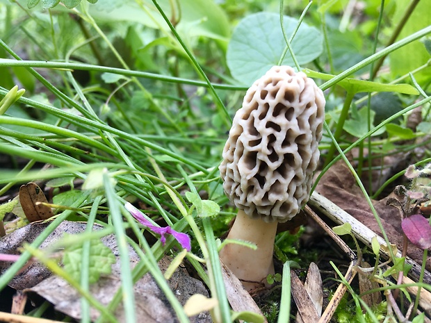 smrčok jedlý Morchella esculenta (L.) Pers.