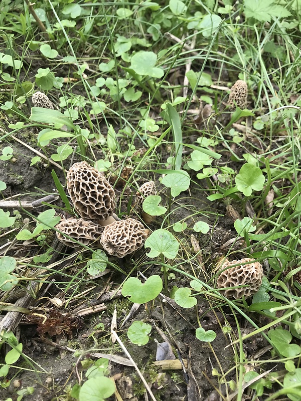 smrčok jedlý Morchella esculenta (L.) Pers.