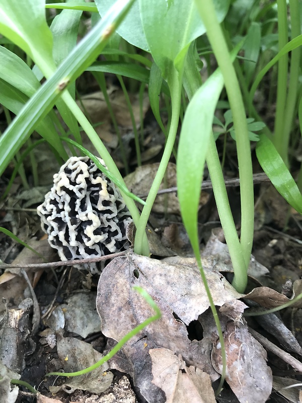 smrčok jedlý Morchella esculenta (L.) Pers.