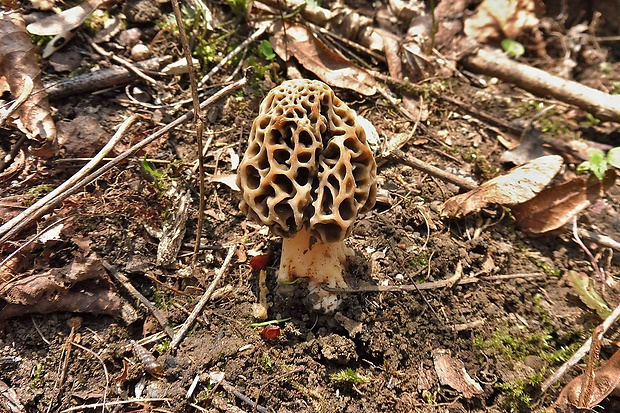 smrčok jedlý Morchella esculenta (L.) Pers.