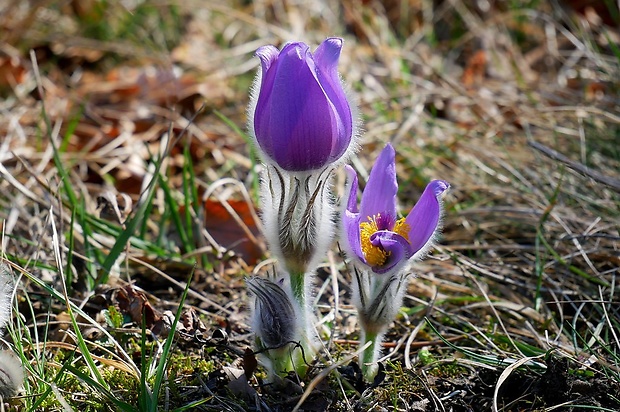 poniklec slovenský Pulsatilla slavica Reuss