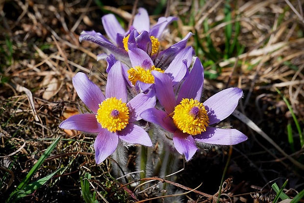 poniklec slovenský Pulsatilla slavica Reuss