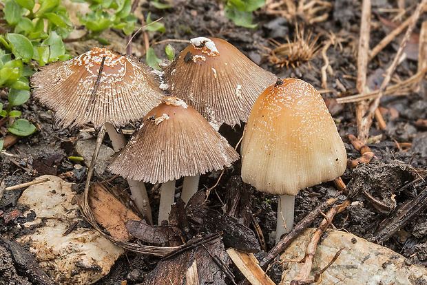 hnojník Ellisov Coprinellus ellisii (P.D. Orton) Redhead, Vilgalys & Moncalvo