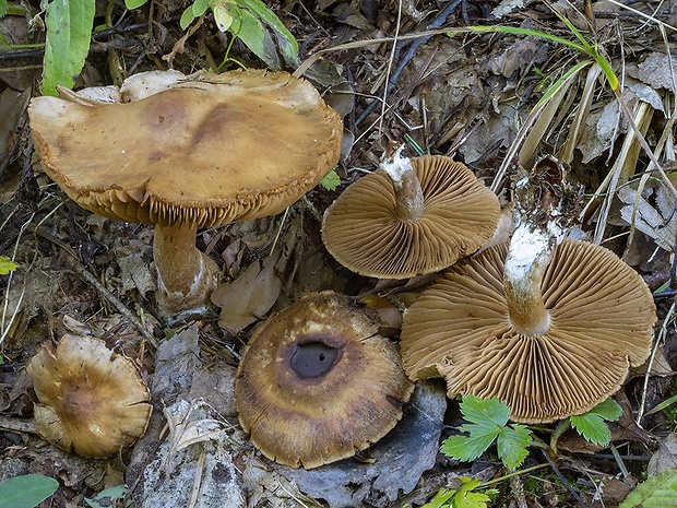 pavučinovec širokolupeňový Cortinarius disjungendus P. Karst.