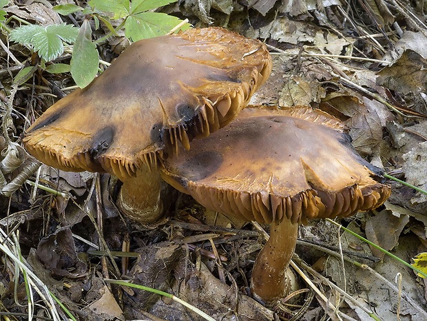 pavučinovec širokolupeňový Cortinarius disjungendus P. Karst.