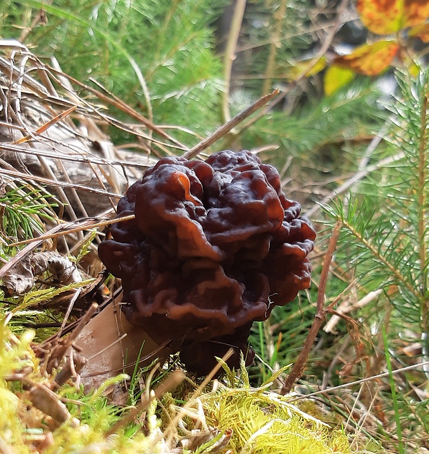 ušiak obyčajný Gyromitra esculenta (Pers.) Fr.