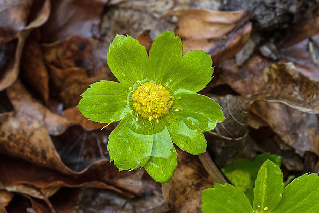 hviezdnatec čemericový Hacquetia epipactis (Scop.) DC.