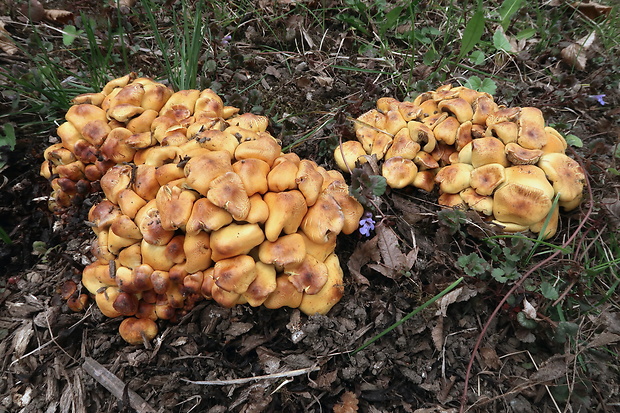 strapcovka zväzkovitá Hypholoma fasciculare (Huds.) P. Kumm.