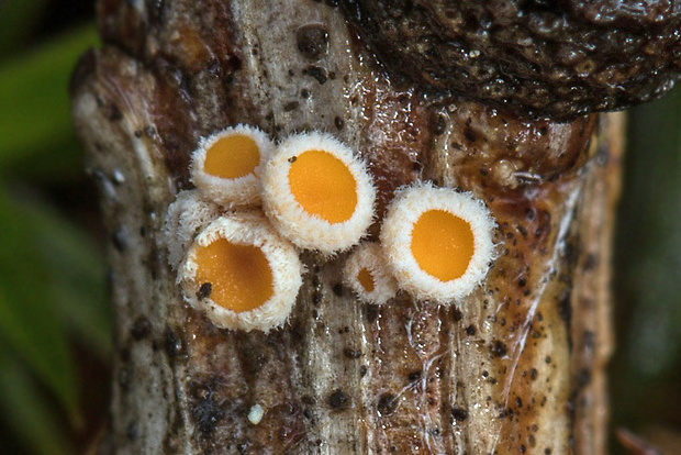 vlnuška neškodná Lachnellula cf. occidentalis (G.G. Hahn & Ayers) Dharne