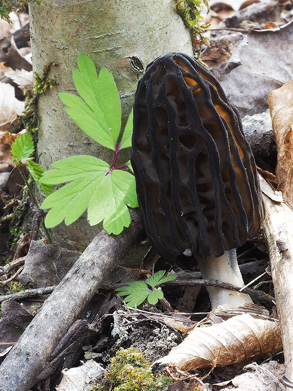 smrčok černastorebrový Morchella angusticeps Peck