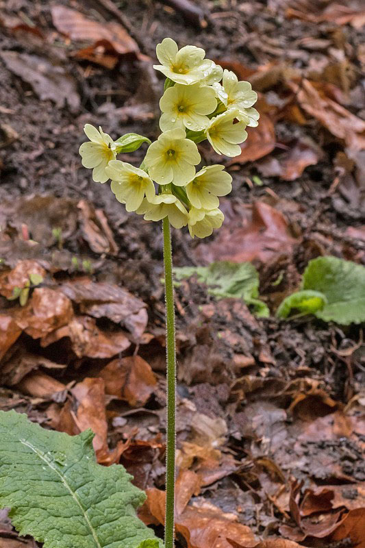 prvosienka vyššia Primula elatior (L.) L.