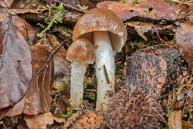 drobuľka hnedosivá Psathyrella cf. spadiceogrisea (Schaeff.) Maire