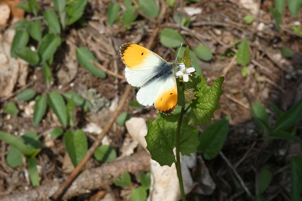 mlynárik žeruchový Anthocharis cardamines