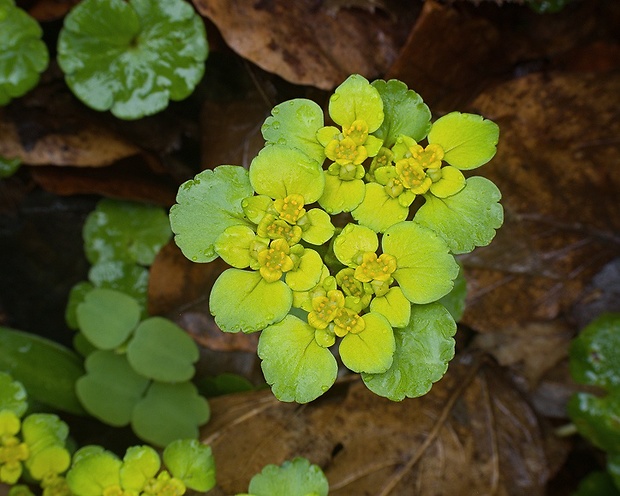 slezinovka striedavolistá Chrysosplenium alternifolium L.