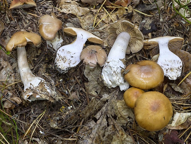 pavučinovec pestrohlúbikový Cortinarius poecilopus Rob. Henry