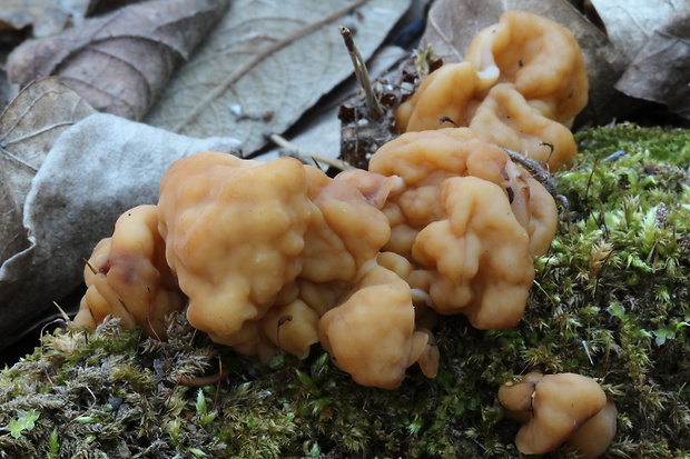 ušiak obrovský Gyromitra gigas (Krombh.) Cooke