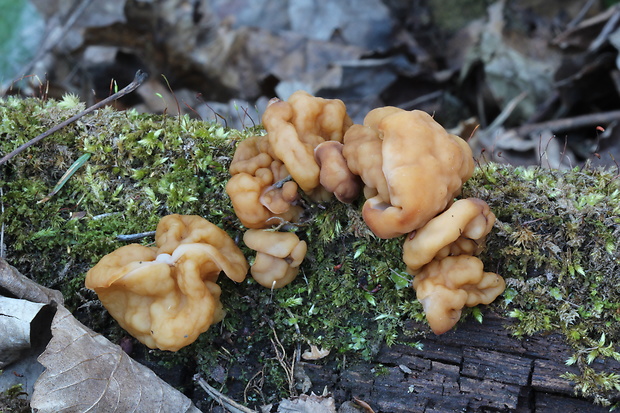 ušiak obrovský Gyromitra gigas (Krombh.) Cooke