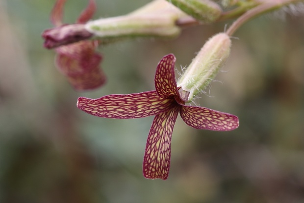 večernica smutná Hesperis tristis L.