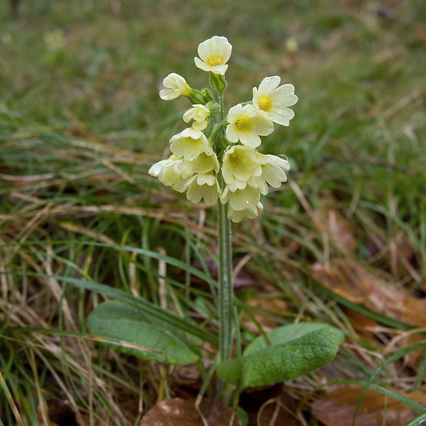 prvosienka vyššia Primula elatior (L.) L.