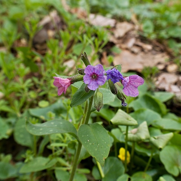 pľúcnik lekársky Pulmonaria officinalis L.