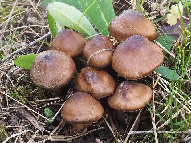 pavučinovec včasný Cortinarius vernus H. Lindstr. & Melot