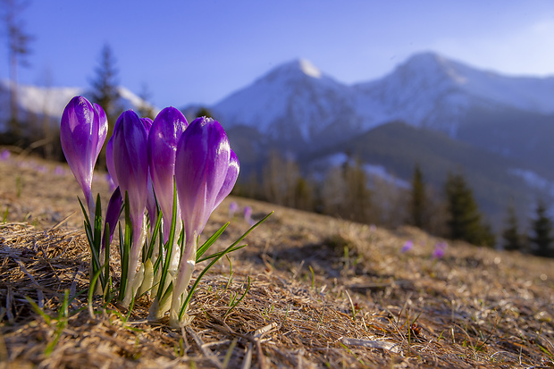 šafran spišský Crocus discolor G. Reuss