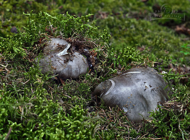 šťavnačka marcová Hygrophorus marzuolus (Fr.) Bres.