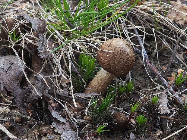 vláknica plstnatá Inocybe lacera (Fr.) P. Kumm.