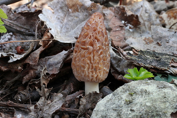 smrčok kužeľovitý Morchella conica Pers.