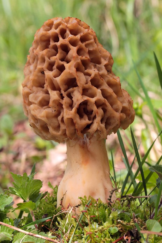 smrčok jedlý Morchella esculenta (L.) Pers.