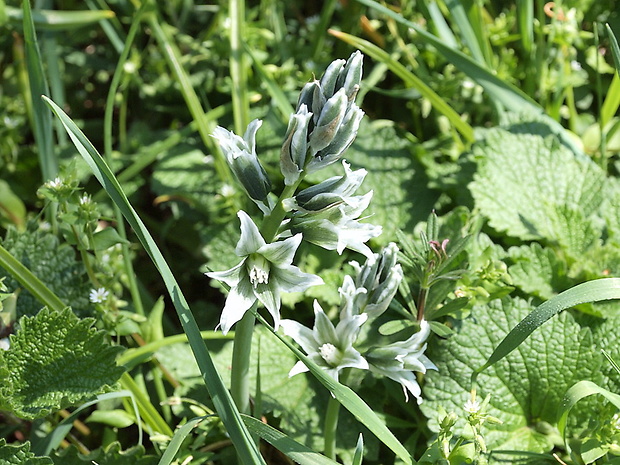 bledavka boucheova Ornithogalum boucheanum (Kunth) Asch.