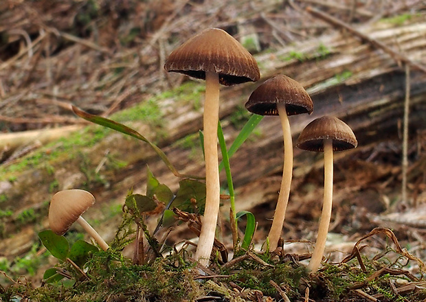 drobuľka Psathyrella sp.