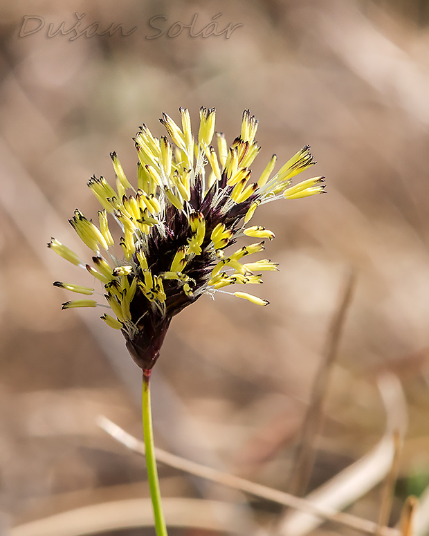 ostrevka sadlerova Sesleria sadleriana Janka