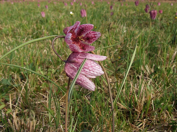 korunkovka strakatá Fritillaria meleagris L.