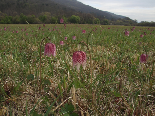 korunkovka strakatá Fritillaria meleagris L.