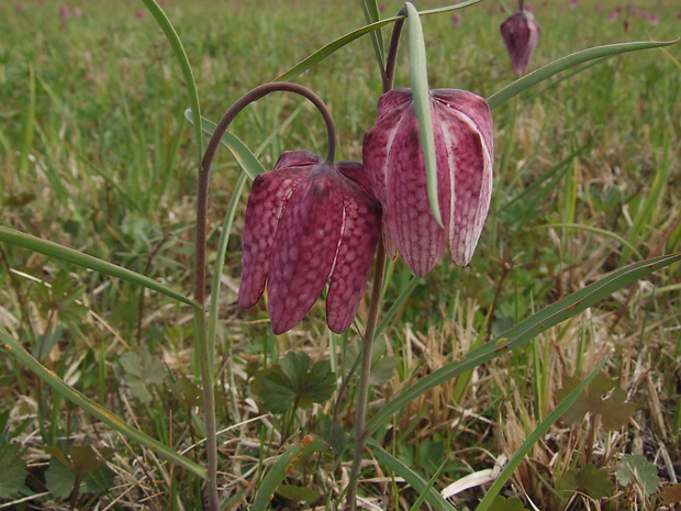 korunkovka strakatá Fritillaria meleagris L.