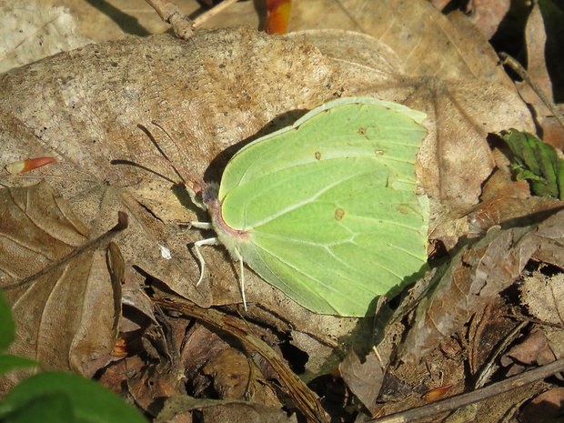 žltáčik rešetliakový  Gonepteryx rhamni