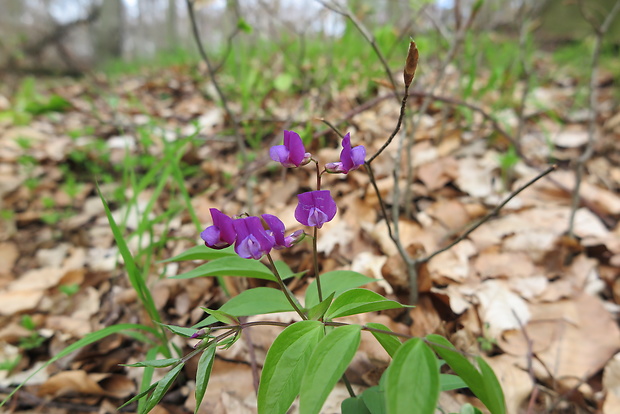 hrachor jarný Lathyrus vernus (L.) Bernh.