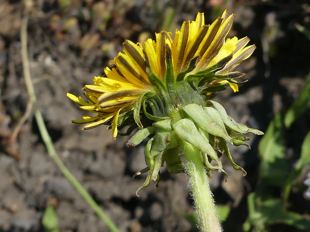 púpava Taraxacum macranthoides Hagl