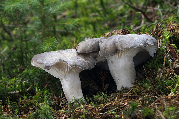 šťavnačka marcová Hygrophorus marzuolus (Fr.) Bres.