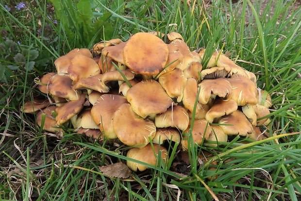 strapcovka zväzkovitá Hypholoma fasciculare (Huds.) P. Kumm.