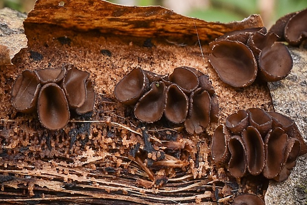 dutinovka Sclerencoelia sp.