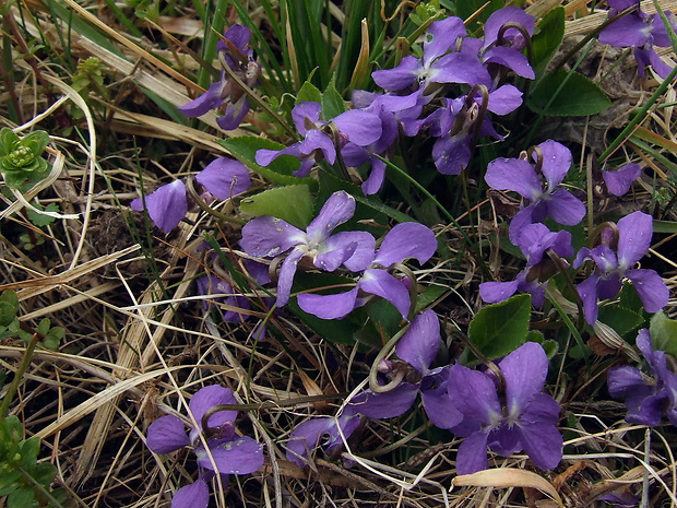 fialka krovisková Viola suavis M. Bieb.